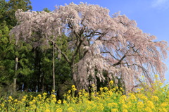 プリマヴェーラなう