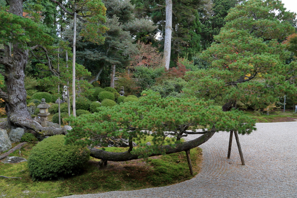 ぐにゃりんちょなう