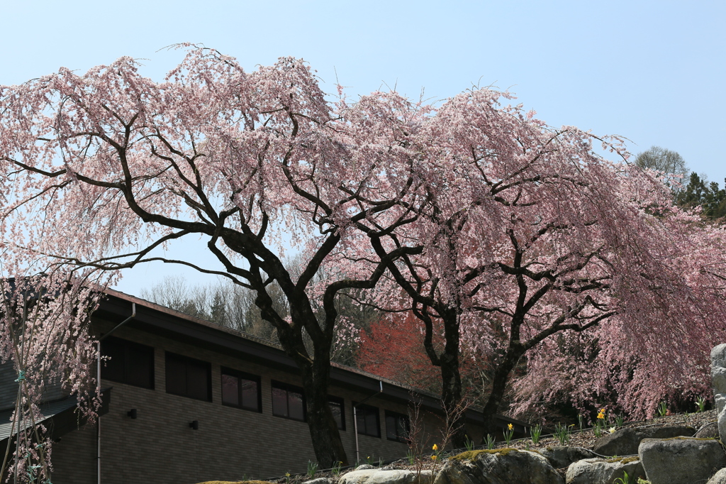 なびいているナウ