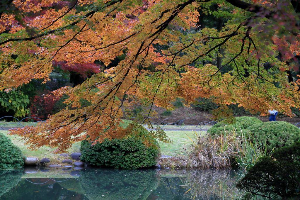 かぶりんちょなう