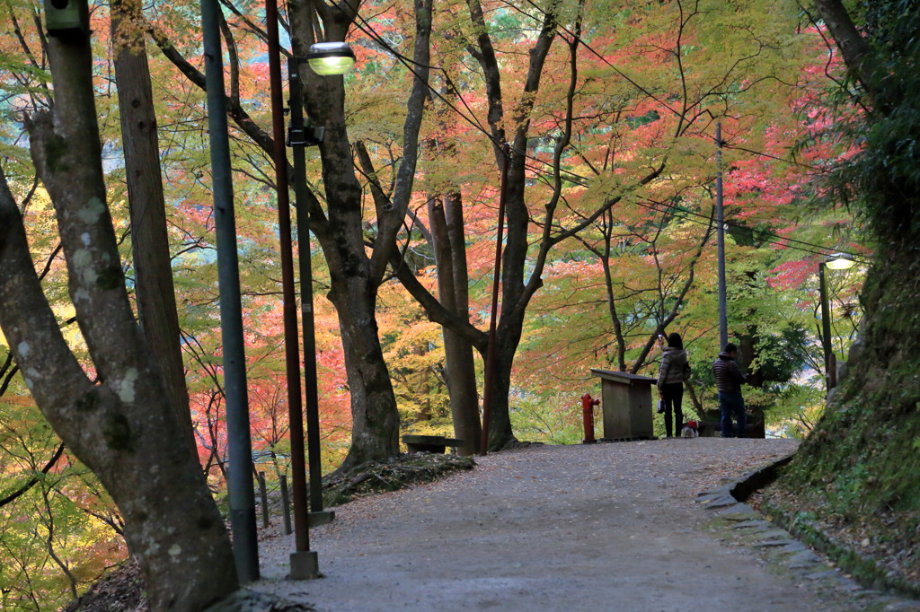 紅葉道なう