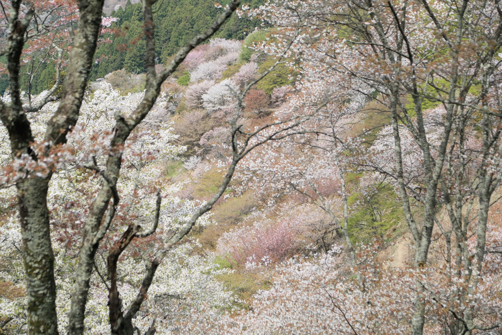 高嶺の桜なう