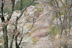 高嶺の桜なう