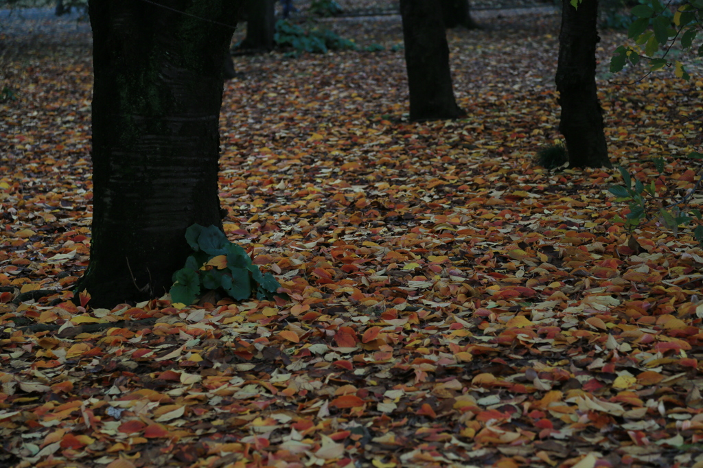 落葉なう