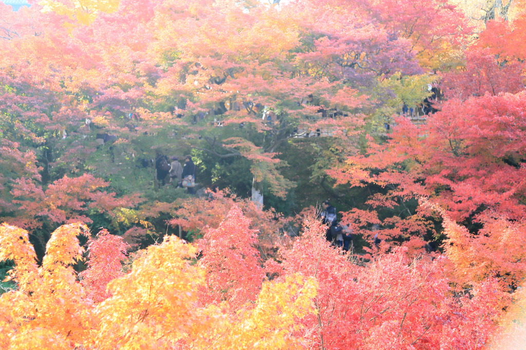 コメディアなう
