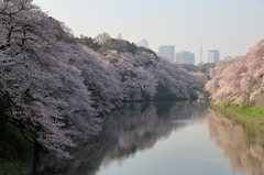 あさが来たなう