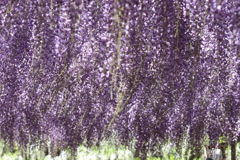 ブリージンなう