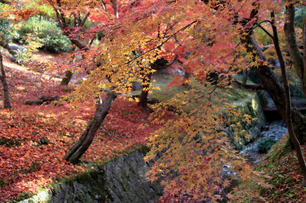 ミルキーウェイなう