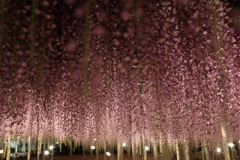 エトワールなう