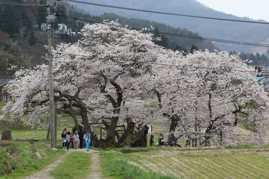 道なう