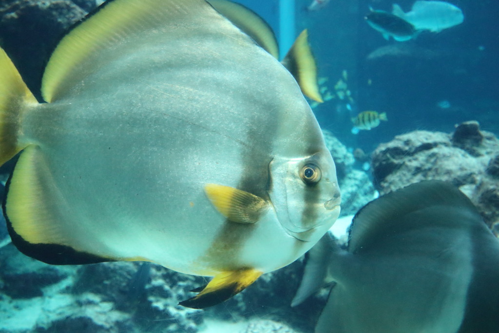 お魚8なう