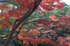 秋の日差しなう