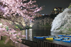 夜桜なう