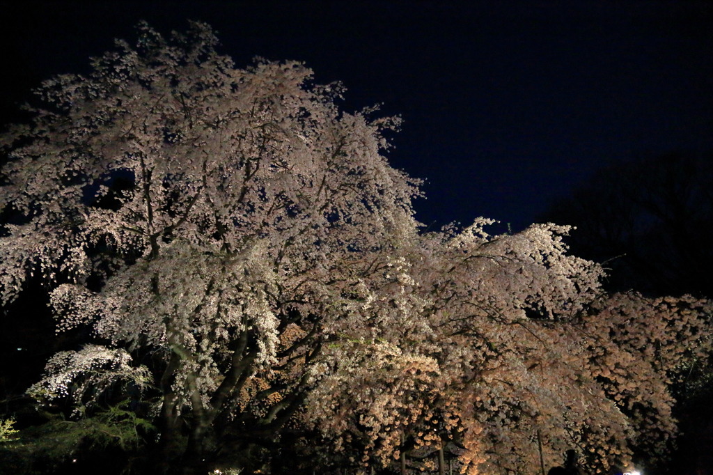 ラ・ヴァーグなう