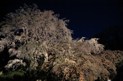 ラ・ヴァーグなう