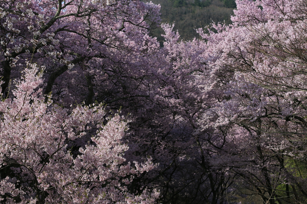 ゴージャスナウ