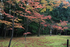 紅葉庭なう