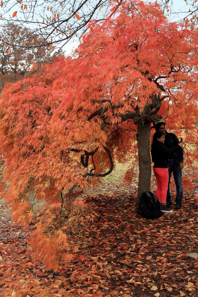 はいチーズなう