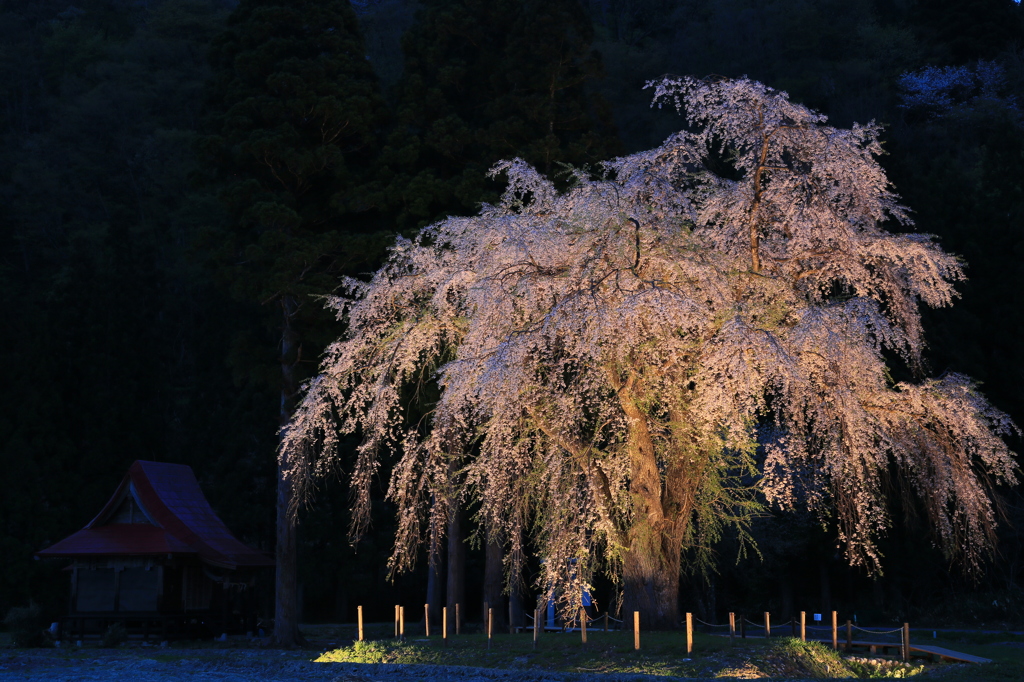 ライトアップナウ