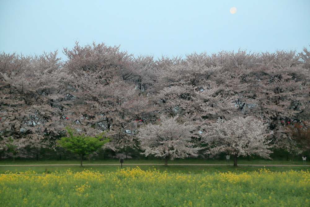 桜菜の花なう
