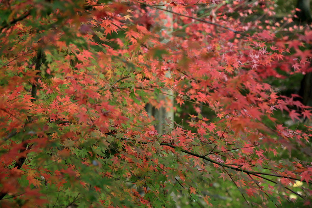 紅葉なう