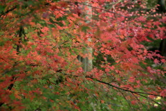 紅葉なう