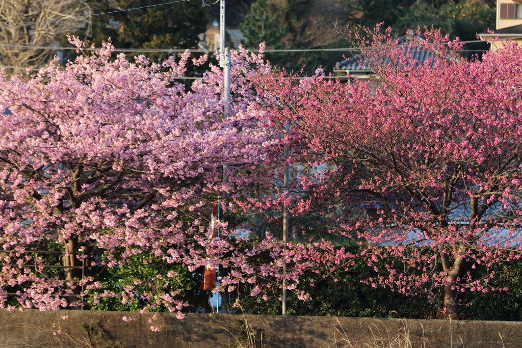対岸桜なう
