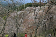 聞く日よりなう