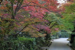 紅葉径なう
