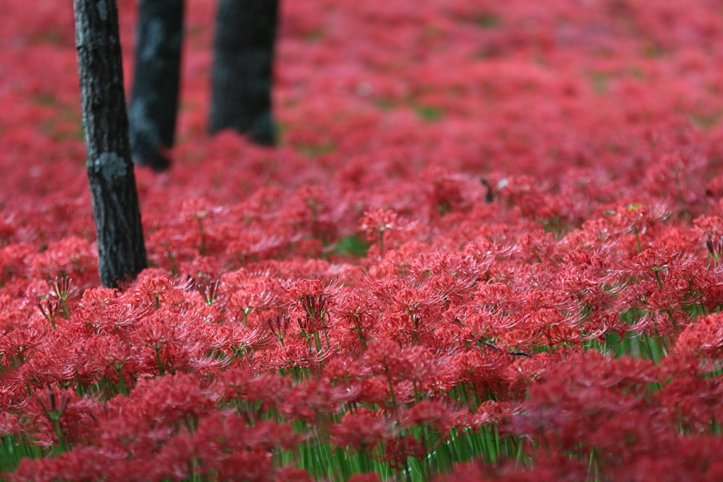 グロウインなう