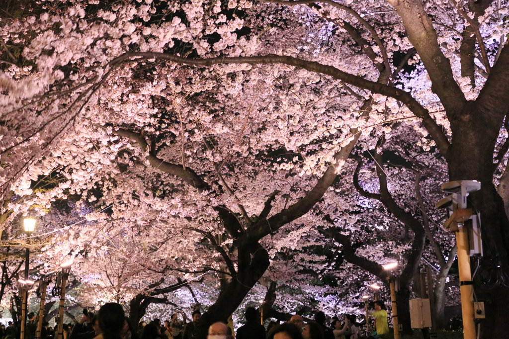 桜アーチなう