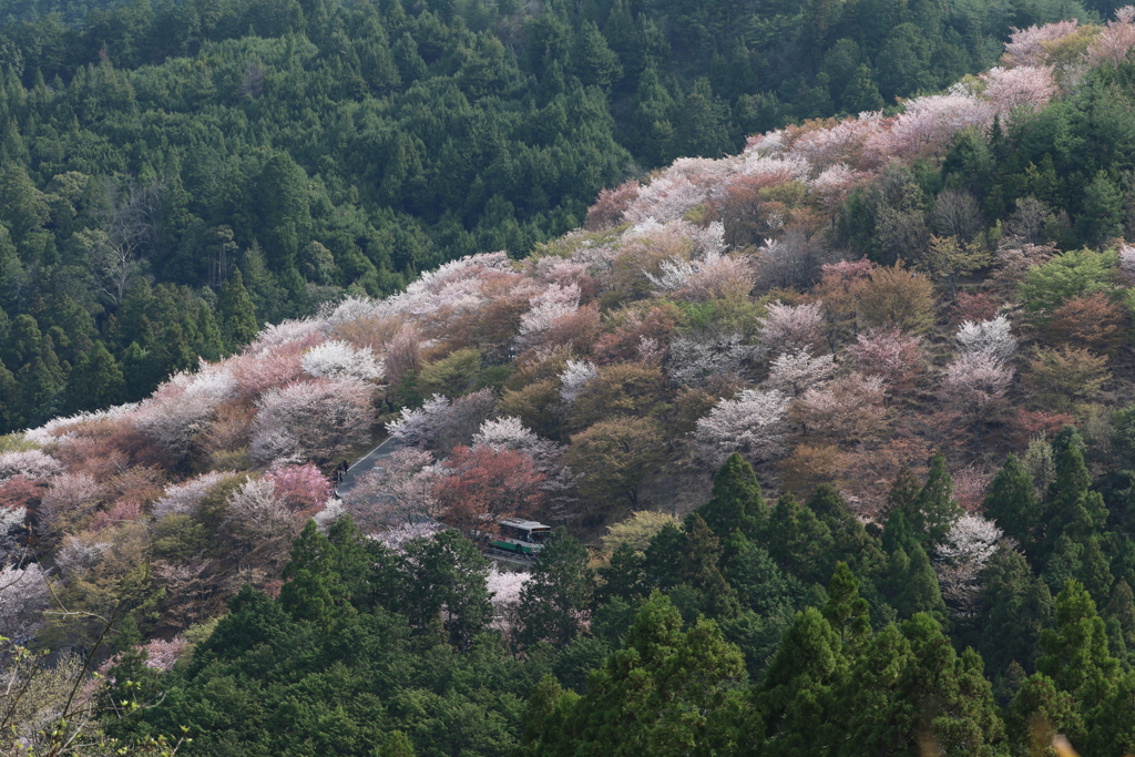 山桜なう