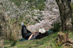 春の山辺になう