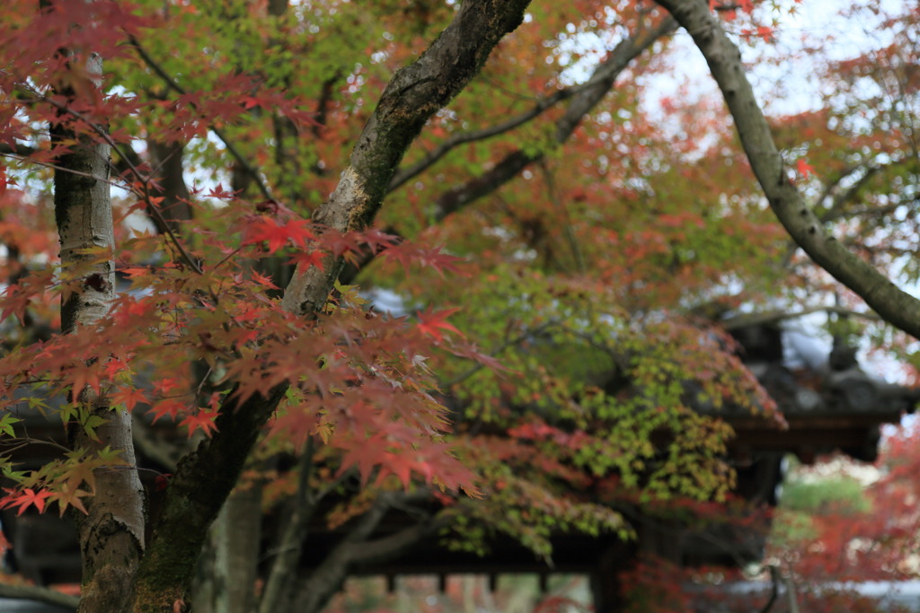 紅葉なう