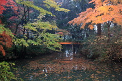 紅葉橋なう