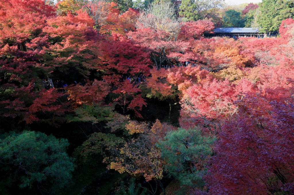 紅葉満千山なう