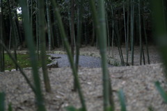 竹林なう
