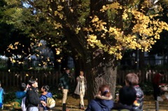 いちょう吹雪なう