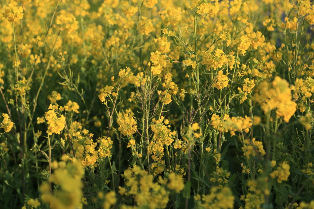菜の花なう