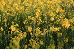菜の花なう