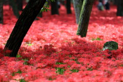 サンシャワーなう