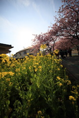 菜の花桜なう