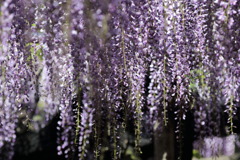 思いて来しをなう