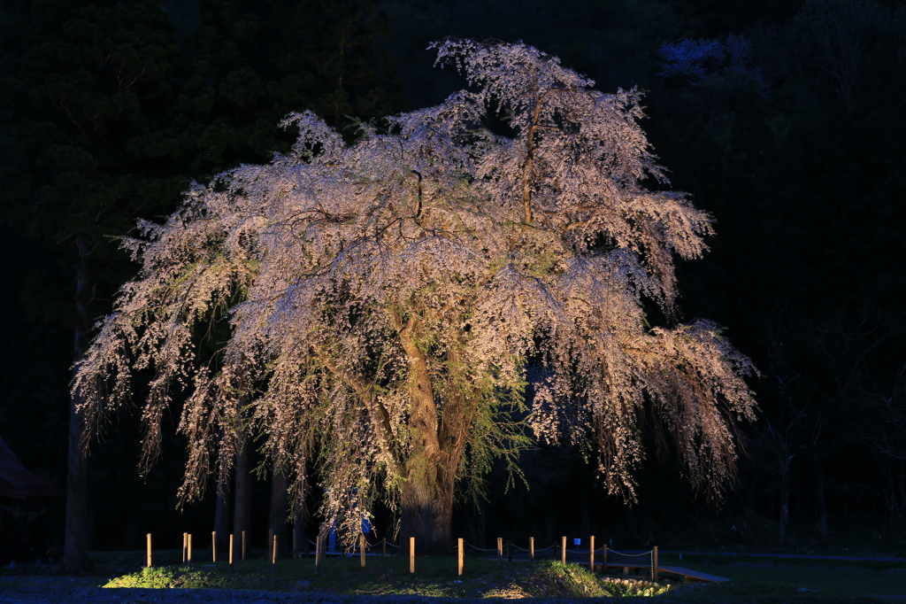ソバージュナウ