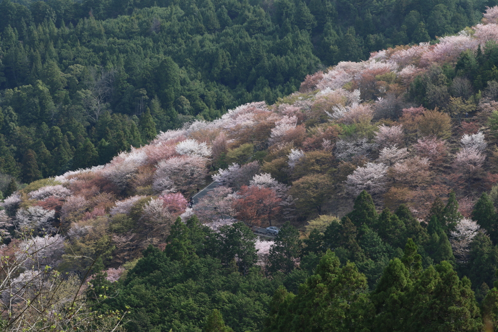 桜道なう