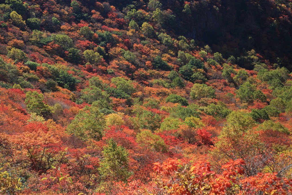 ラフォーレパステルナウ