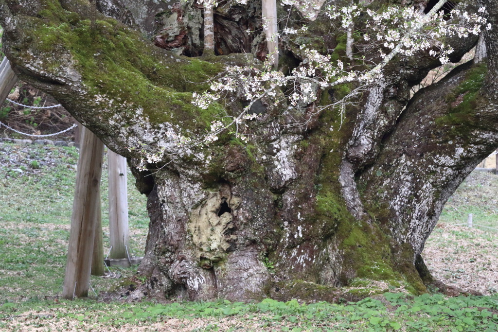 木のもとはなう