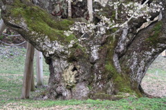 木のもとはなう