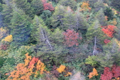 ボキボキッなう