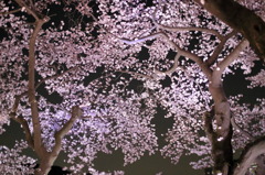見上げ桜なう